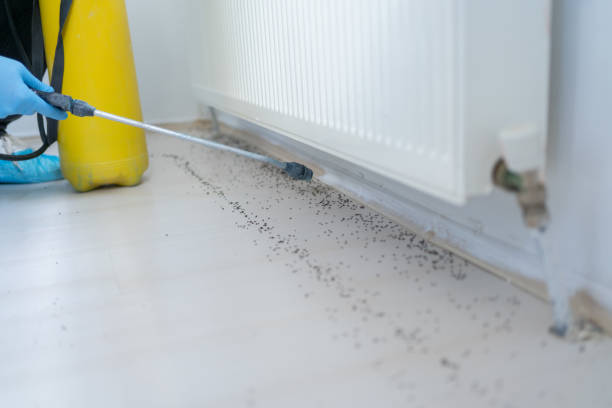 Best Residential Pest Control  in Lady Lake, FL