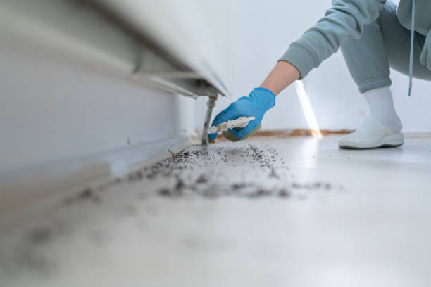 Best Affordable Pest Control Services  in Lady Lake, FL