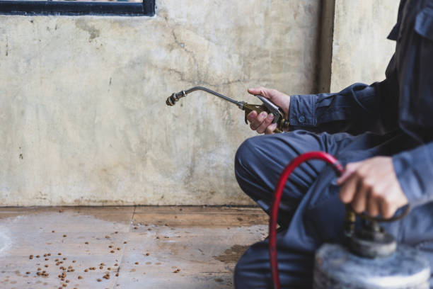 Wasp Removal Services in Lady Lake, FL